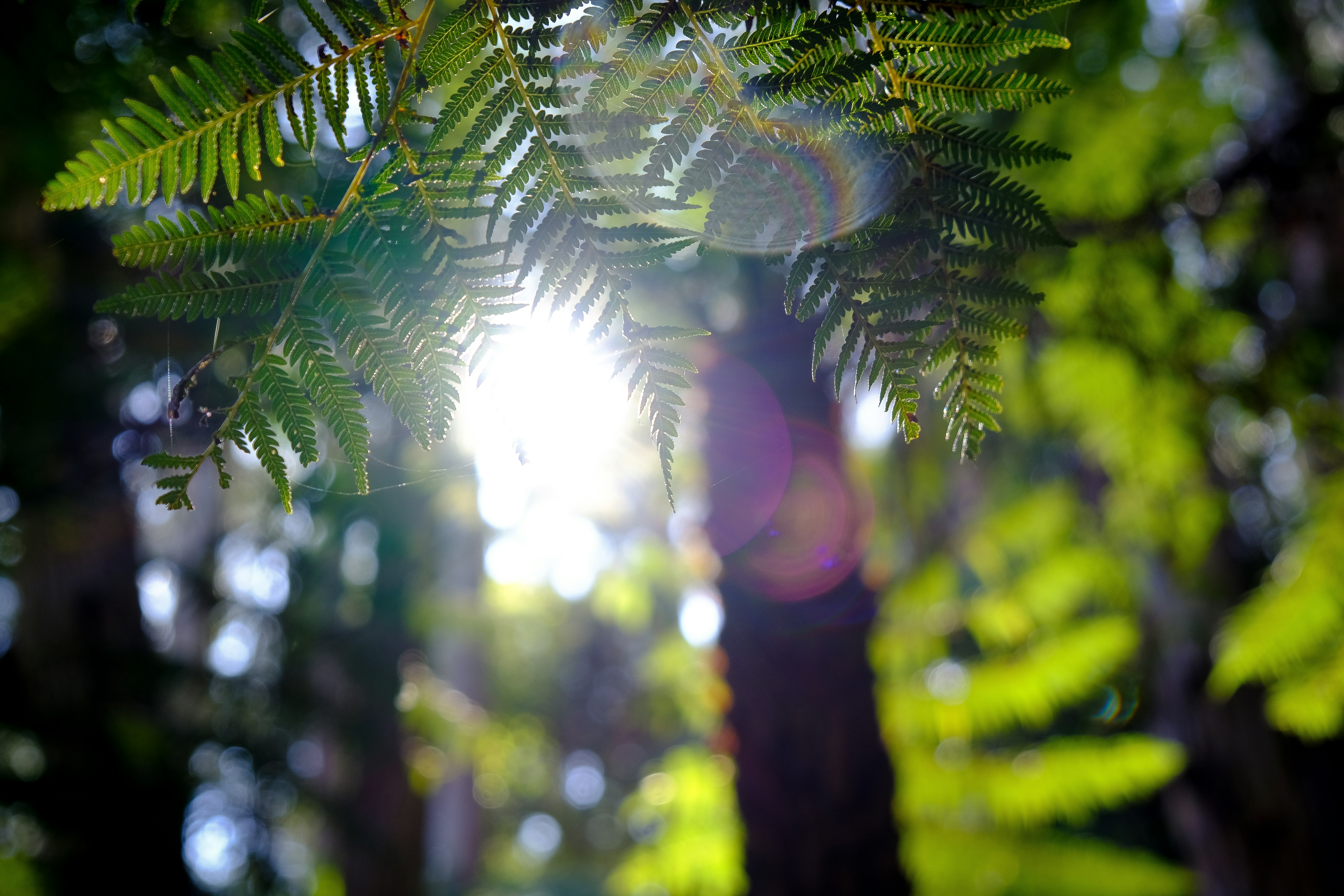 green leaves with sun rays